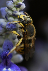 Anthidium manicatum