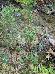 Crocanthemum bicknellii