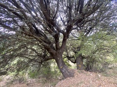 Quercus ilex
