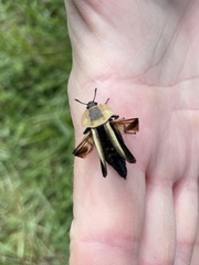 Necrophila americana