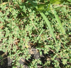 Euphorbia glyptosperma