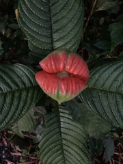Palicourea tomentosa