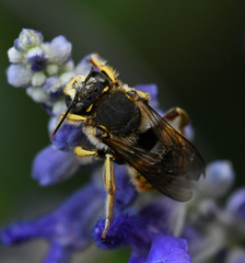 Anthidium manicatum