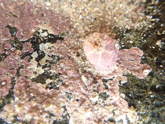 Aulactinia verrucosa