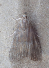 Elophila gyralis