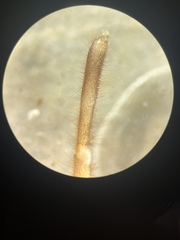 Eremobates suspectus