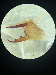 Eremobates suspectus