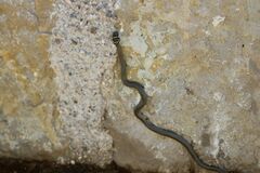 Hierophis viridiflavus