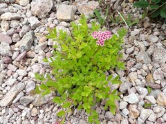 Spiraea japonica
