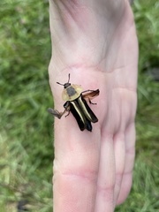 Necrophila americana