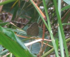 Hermeuptychia hermes