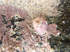 Aulactinia verrucosa