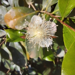 Eugenia involucrata