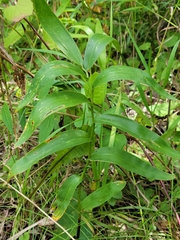Maianthemum stellatum