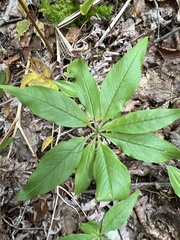 Lysimachia borealis