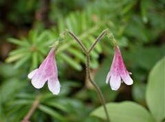 Linnaea borealis