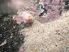 Aulactinia verrucosa