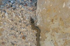 Hierophis viridiflavus