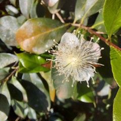 Eugenia involucrata