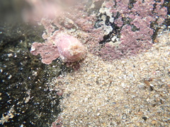 Aulactinia verrucosa