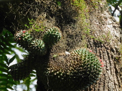 Mammillaria polythele