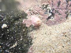 Aulactinia verrucosa