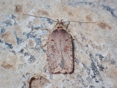 Agonopterix oinochroa