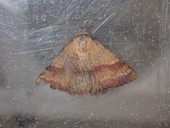 Phytometra viridaria