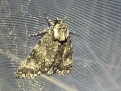 Acronicta megacephala