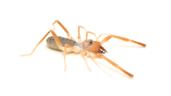 Eremobates suspectus