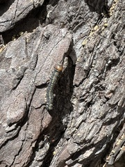 Phryganidia californica