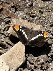 Adelpha californica