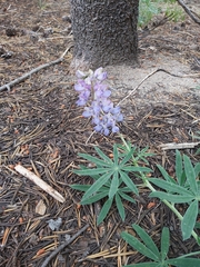 Lupinus hyacinthinus