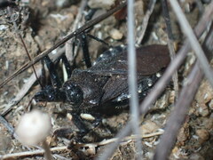 Apiomerus longispinis