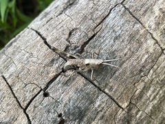 Chloealtis conspersa