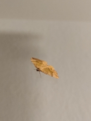 Camptogramma bilineata