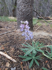 Lupinus hyacinthinus
