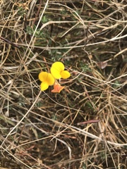 Lotus corniculatus