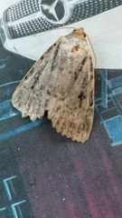 Amphipyra pyramidea