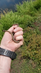 Thamnophis elegans vagrans