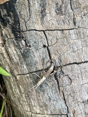 Chloealtis conspersa