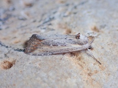 Epimecia ustula