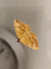 Camptogramma bilineata