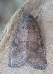 Lacinipolia meditata