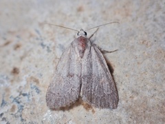 Bryonycta pineti