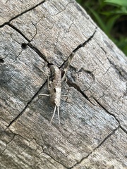 Chloealtis conspersa