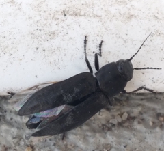 Melanophila acuminata