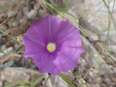 Ipomoea ternifolia leptotoma