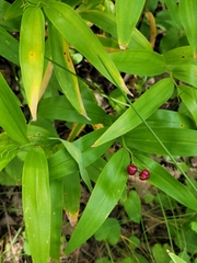 Maianthemum stellatum