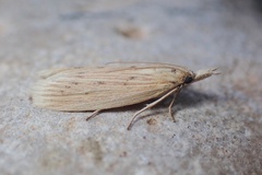 Ematheudes punctella